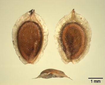 Vorschaubild Ysopblättriger Wanzensame